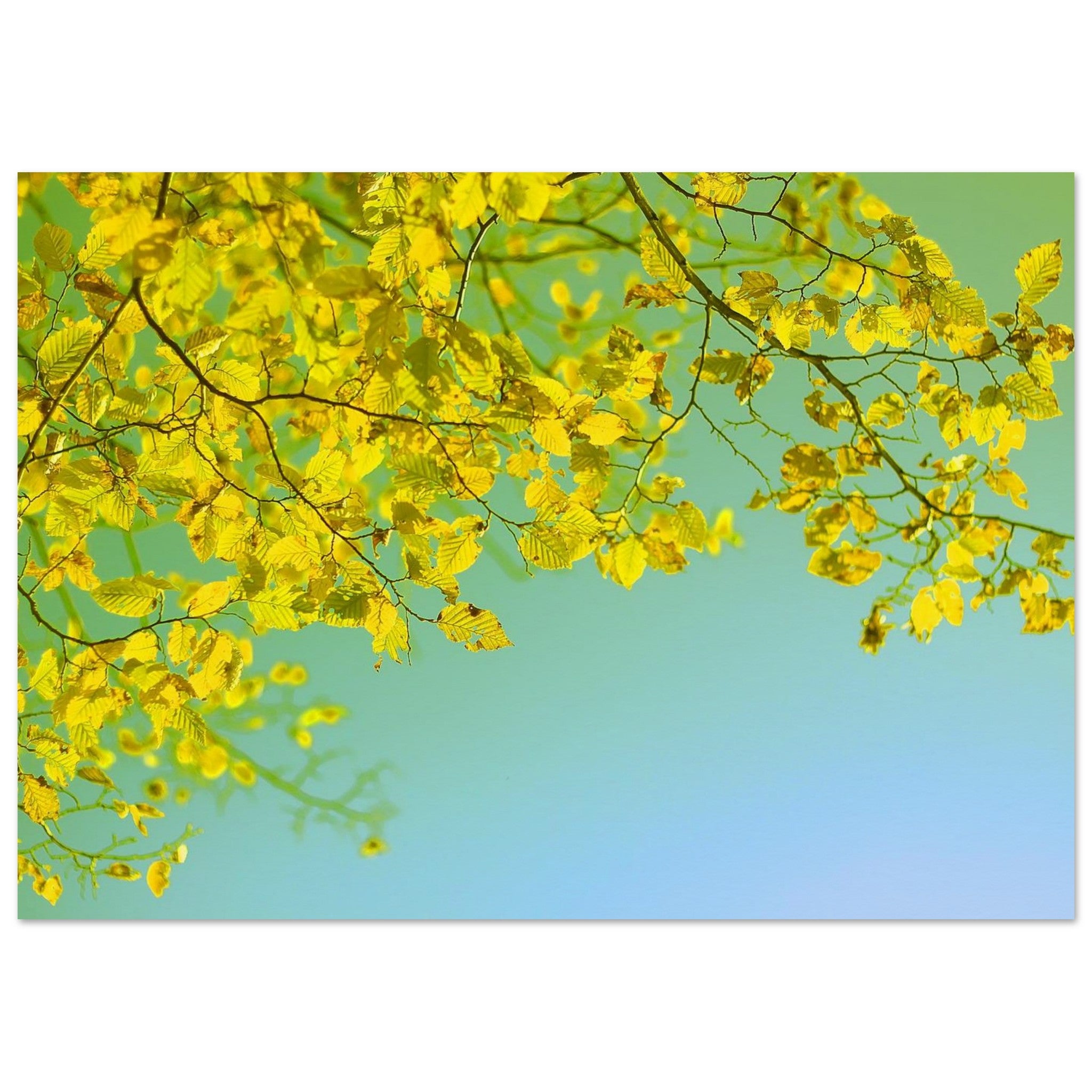 Golden Leaves Drift in Blue — Nature Fine Art Poster | BETVA Wall Art