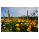 Dandelions blooming in natural rows across a bright Prekmurje spring meadow — BETVA fine art nature poster