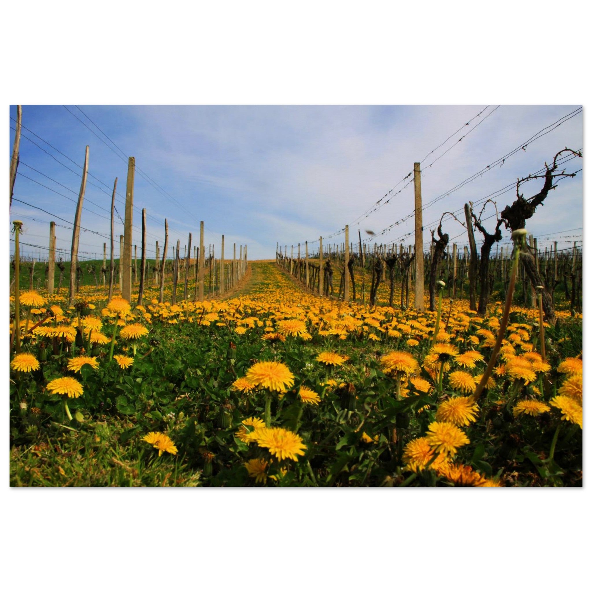 Dandelion Rows — Nature Fine Art Poster | BETVA Wall Art