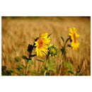 Bright sunflower standing among ripe golden wheat stalks in a Prekmurje summer field — BETVA fine art nature poster