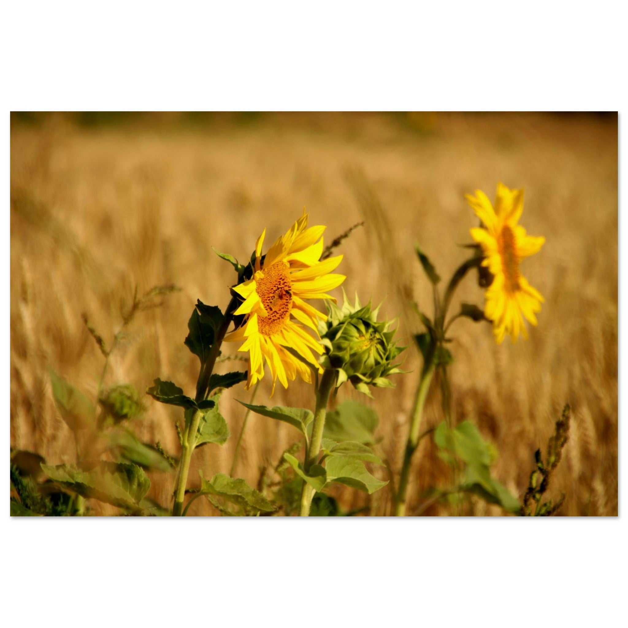 Sunflower and Wheat — Nature Fine Art Poster | BETVA Wall Art