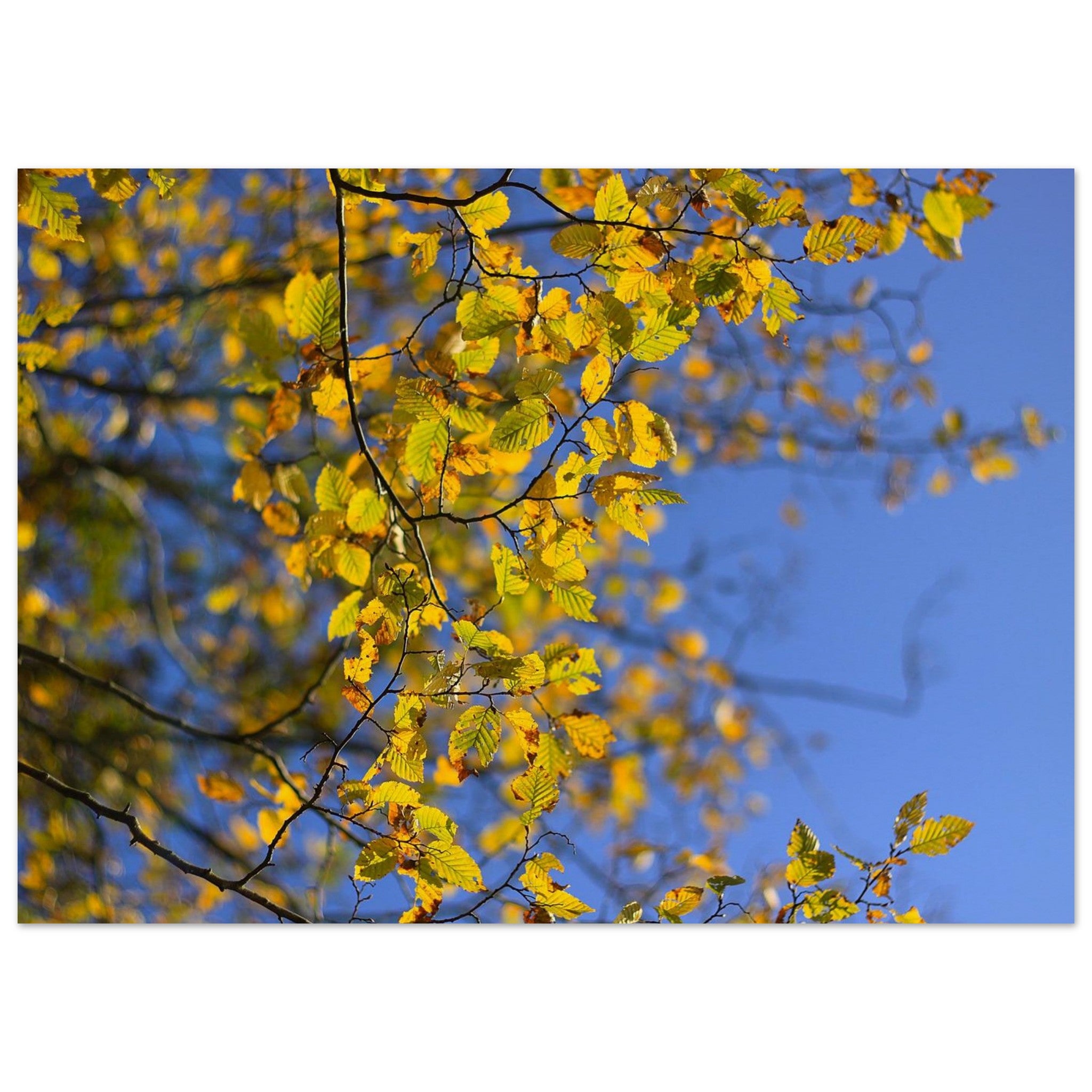 Leaves Learn the Sky — Nature Fine Art Poster | BETVA Wall Art