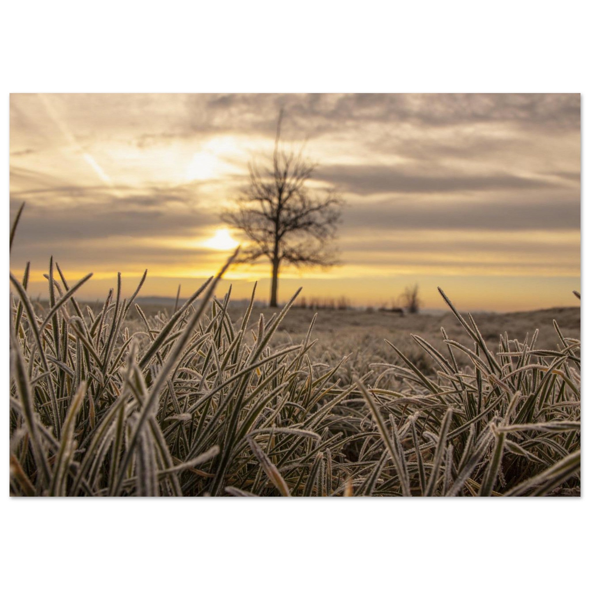 Frosted Sunrise Field — Nature Fine Art Poster | BETVA Wall Art