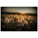 Thousand points of bokeh light dancing across a Prekmurje meadow before the rising sun — BETVA fine art nature poster