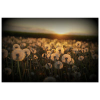 Thousand points of bokeh light dancing across a Prekmurje meadow before the rising sun — BETVA fine art nature poster