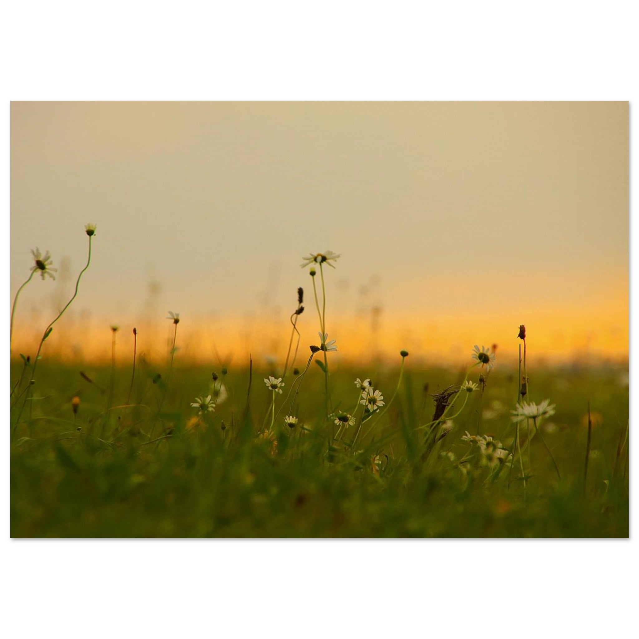Daisies Wait for the Quiet Sun — Nature Fine Art Poster | BETVA Wall Art