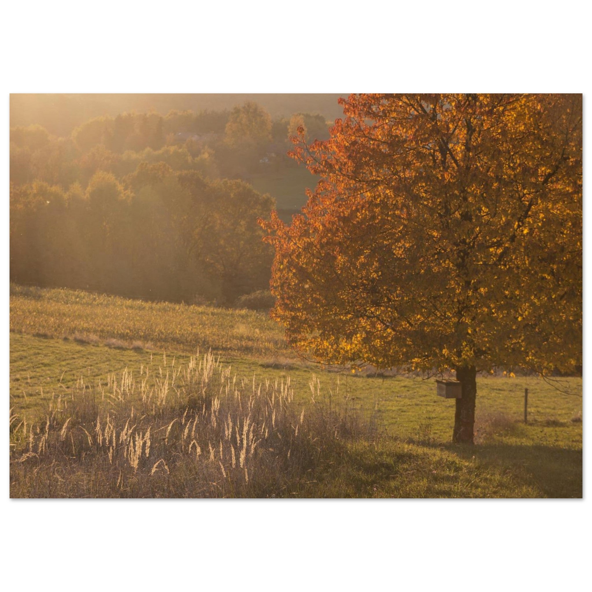 The Field Glows — Nature Fine Art Poster | BETVA Wall Art