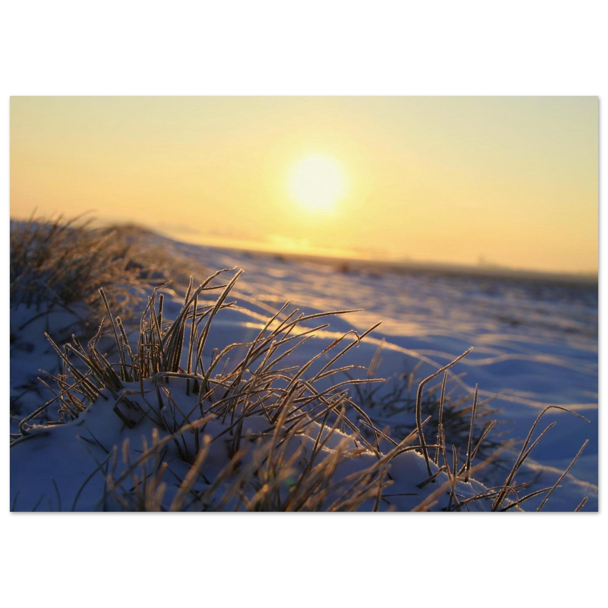Frosted grass blades glowing in low golden sunlight during a cold morning in Prekmurje, Slovenia — BETVA fine art nature poster