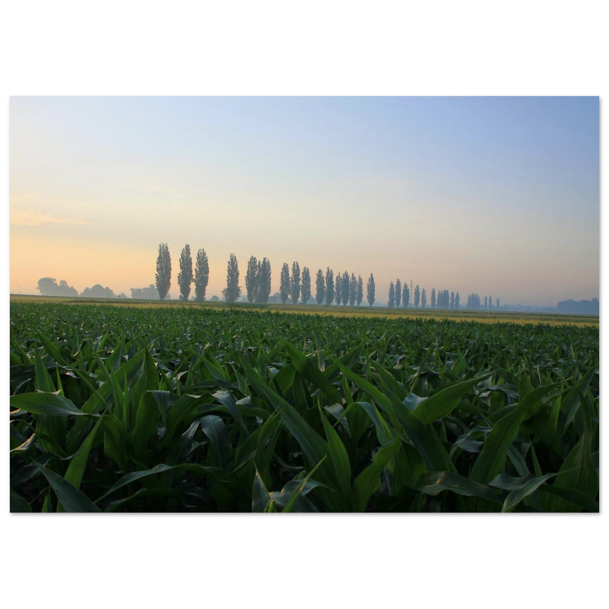 Poplar Row at Dawn — Nature Fine Art Poster | BETVA Wall Art