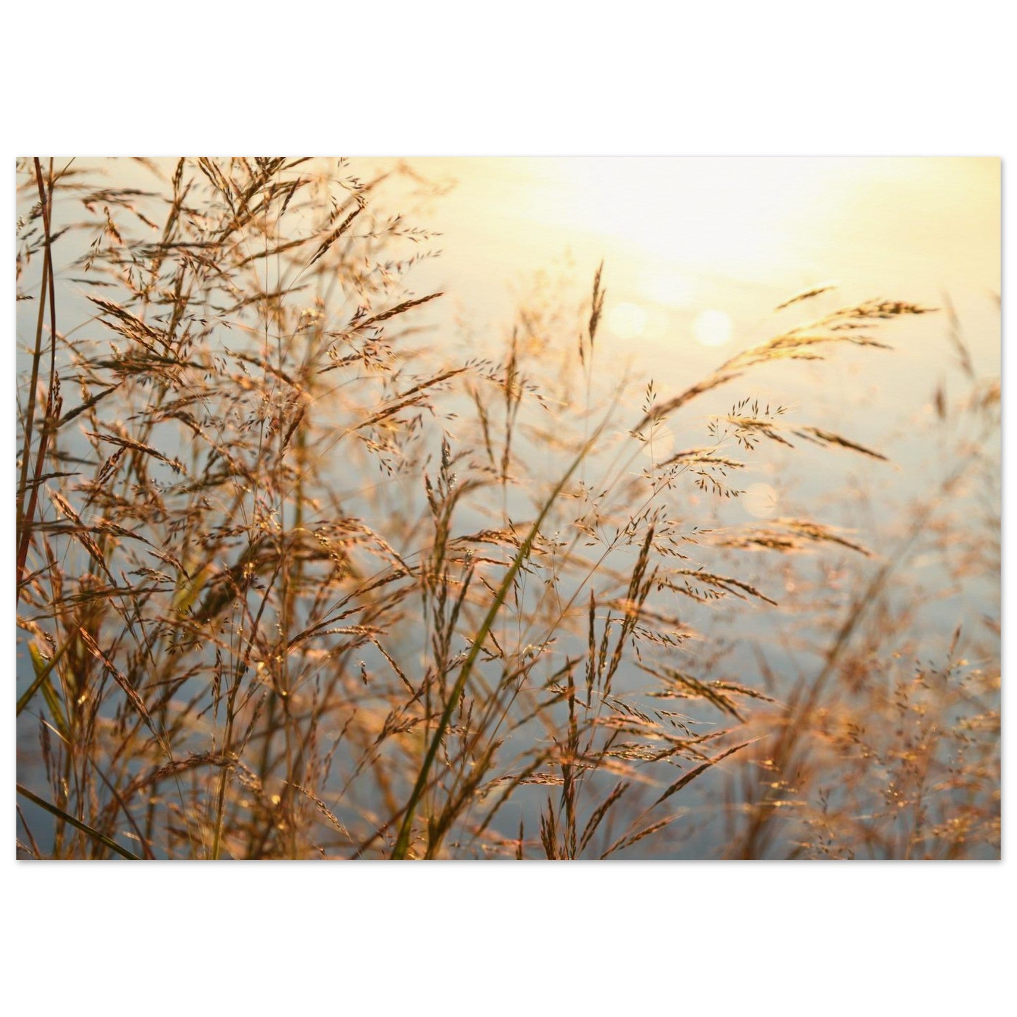 Grass in Soft Gold — Nature Fine Art Poster | BETVA Wall Art