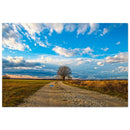 A quiet dirt path leading across green Prekmurje fields toward a solitary tree under soft open sky — BETVA fine art nature poster