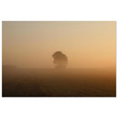 Solitary tree emerging from golden morning mist across a Prekmurje landscape — BETVA fine art nature poster