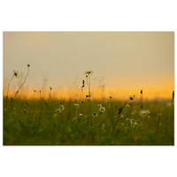 Wild daisies and meadow grass in soft focus at dusk with a warm golden horizon in Prekmurje, Slovenia — BETVA fine art nature poster