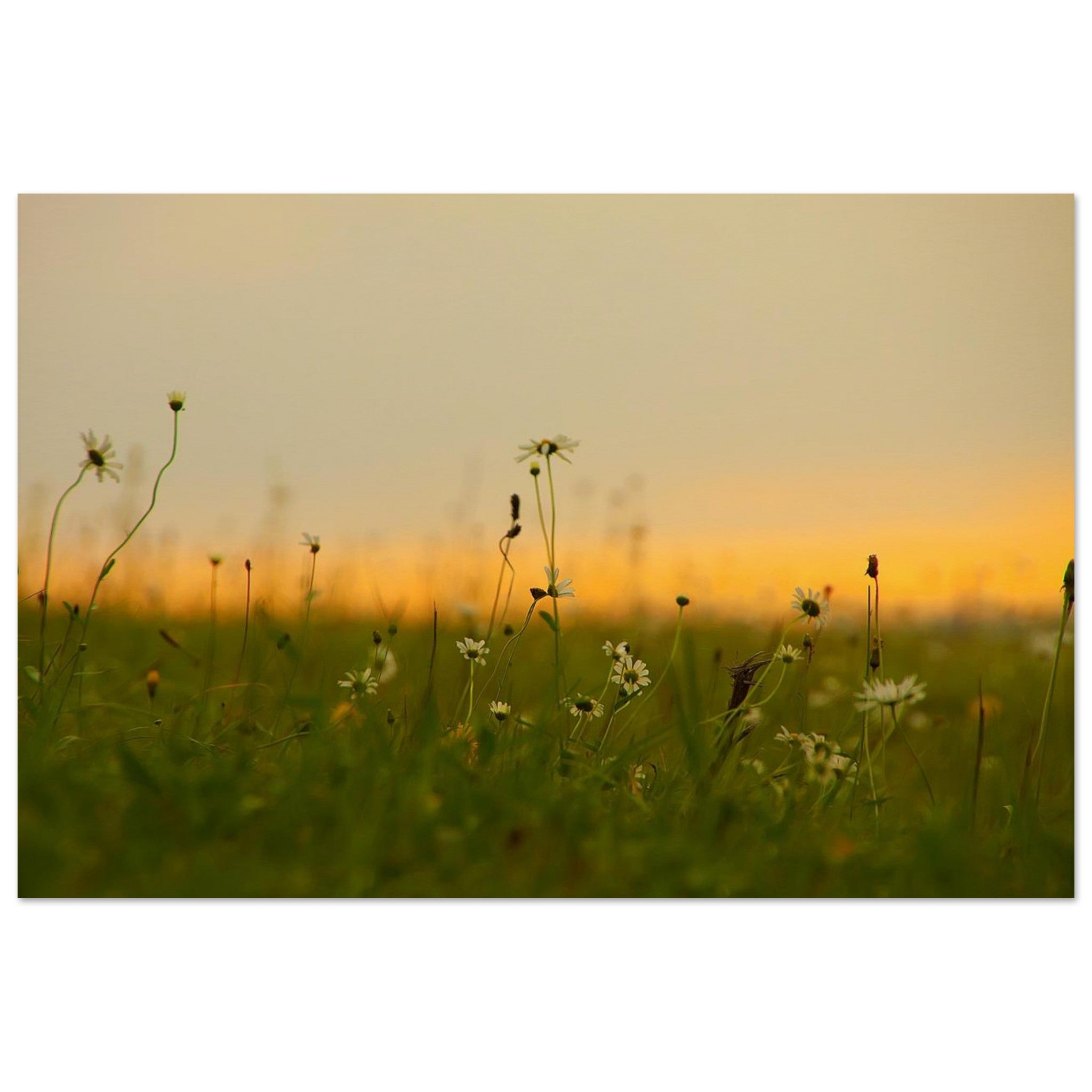 Daisies Wait for the Quiet Sun — Nature Fine Art Poster | BETVA Wall Art