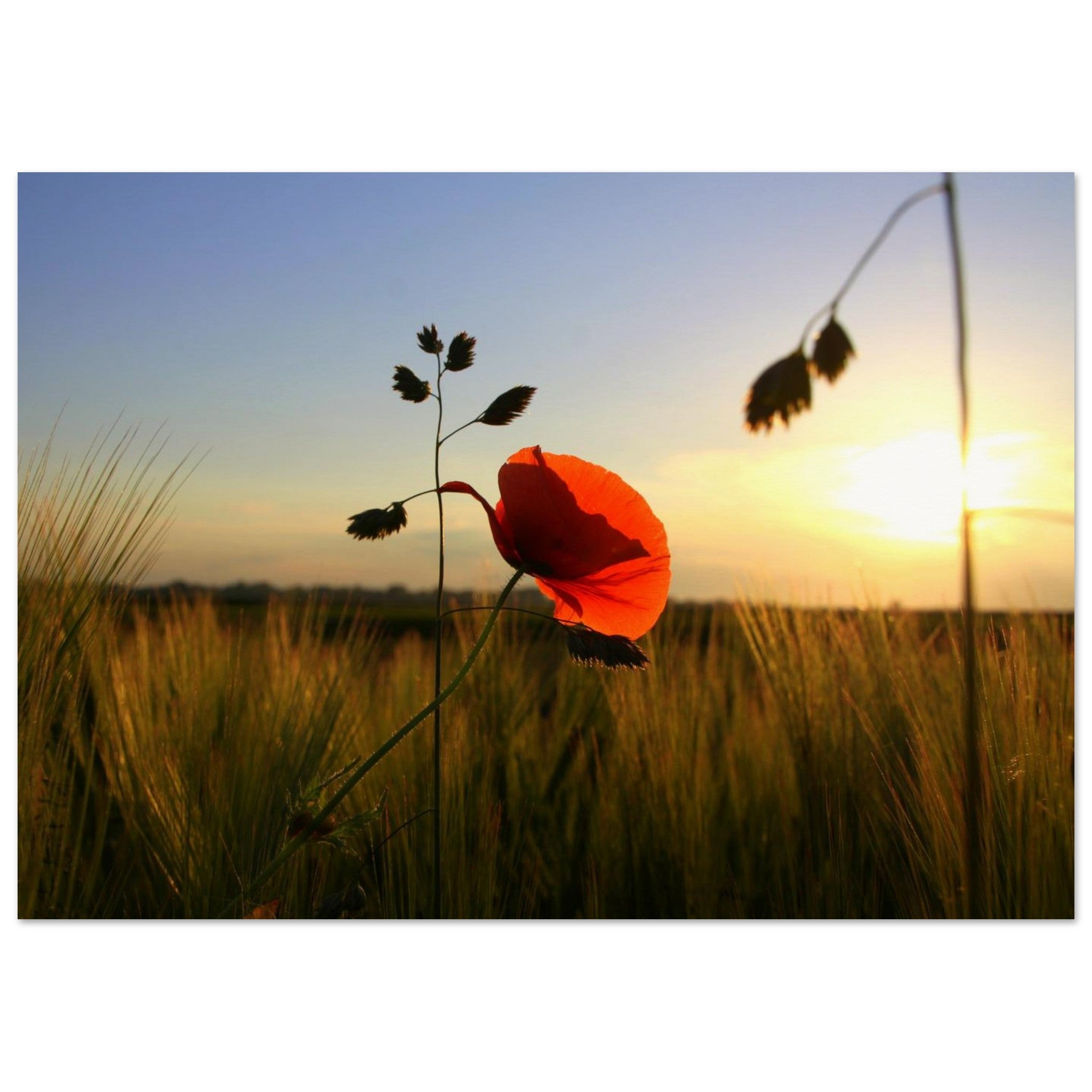 The Field Glows — BETVA Golden Meadow Poster