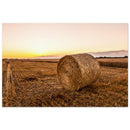 Round hay bale resting in warm golden evening light on a wide Prekmurje field — BETVA fine art nature poster