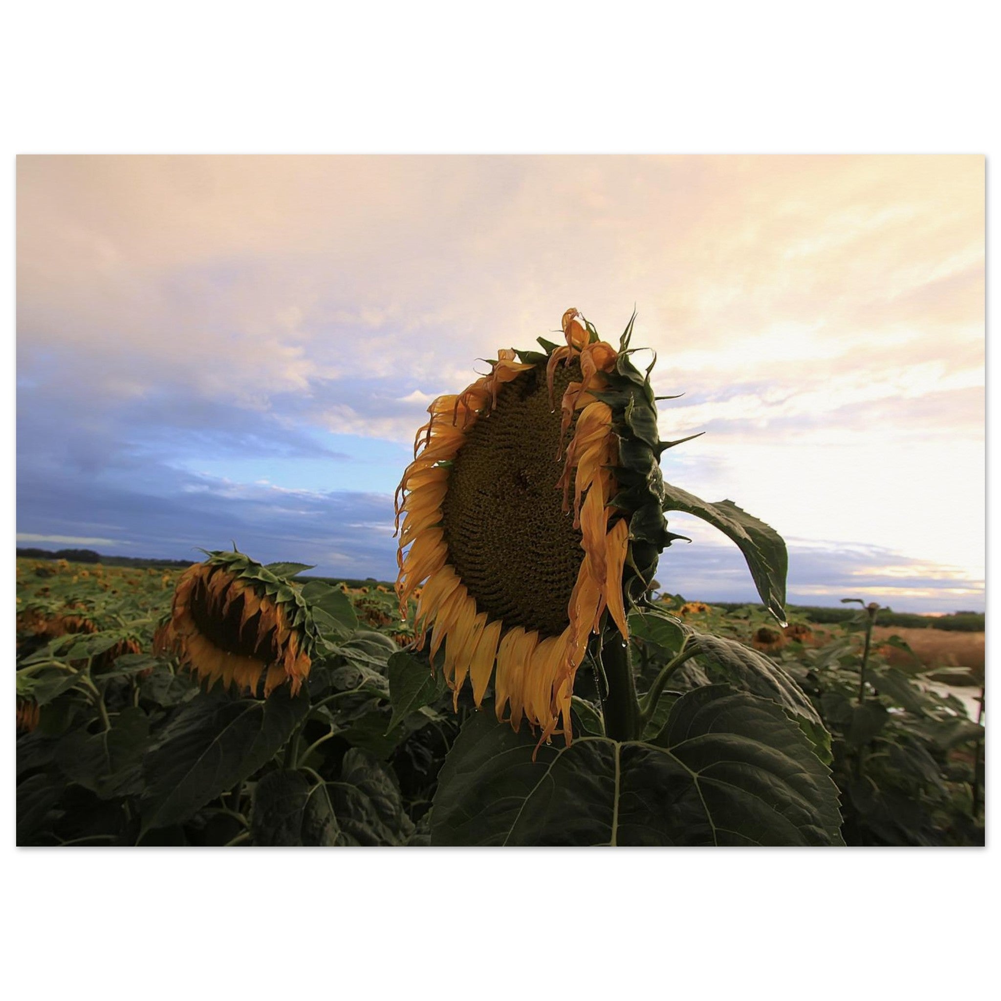 Sunflower Hears the Stormlight — Nature Fine Art Poster | BETVA Wall Art
