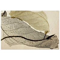 Two translucent leaves holding soft backlight in a quiet Prekmurje forest setting — BETVA fine art nature poster