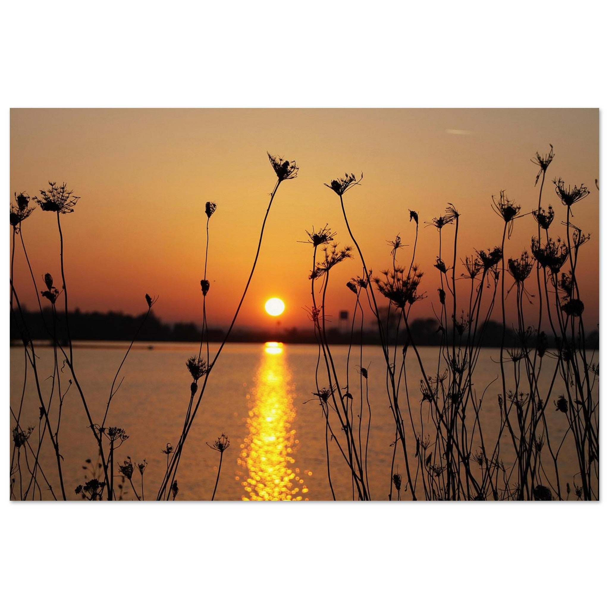 Sun Writes a Golden Path — Nature Fine Art Poster | BETVA Wall Art