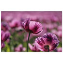 Single purple wildflower bloom turning toward warm light in a Prekmurje meadow — BETVA fine art nature poster