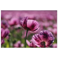 Single purple wildflower bloom turning toward warm light in a Prekmurje meadow — BETVA fine art nature poster