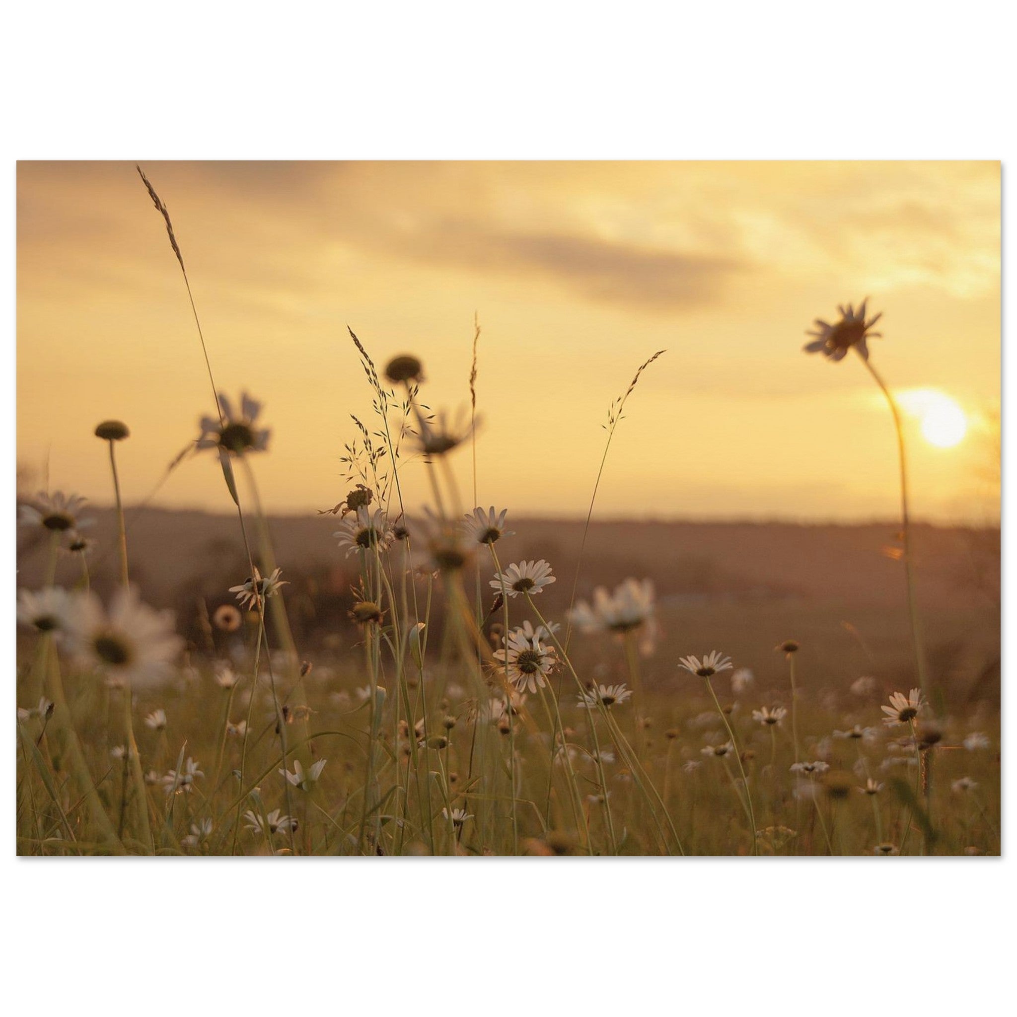 Daisies Hold the Last Light — Nature Fine Art Poster | BETVA Wall Art