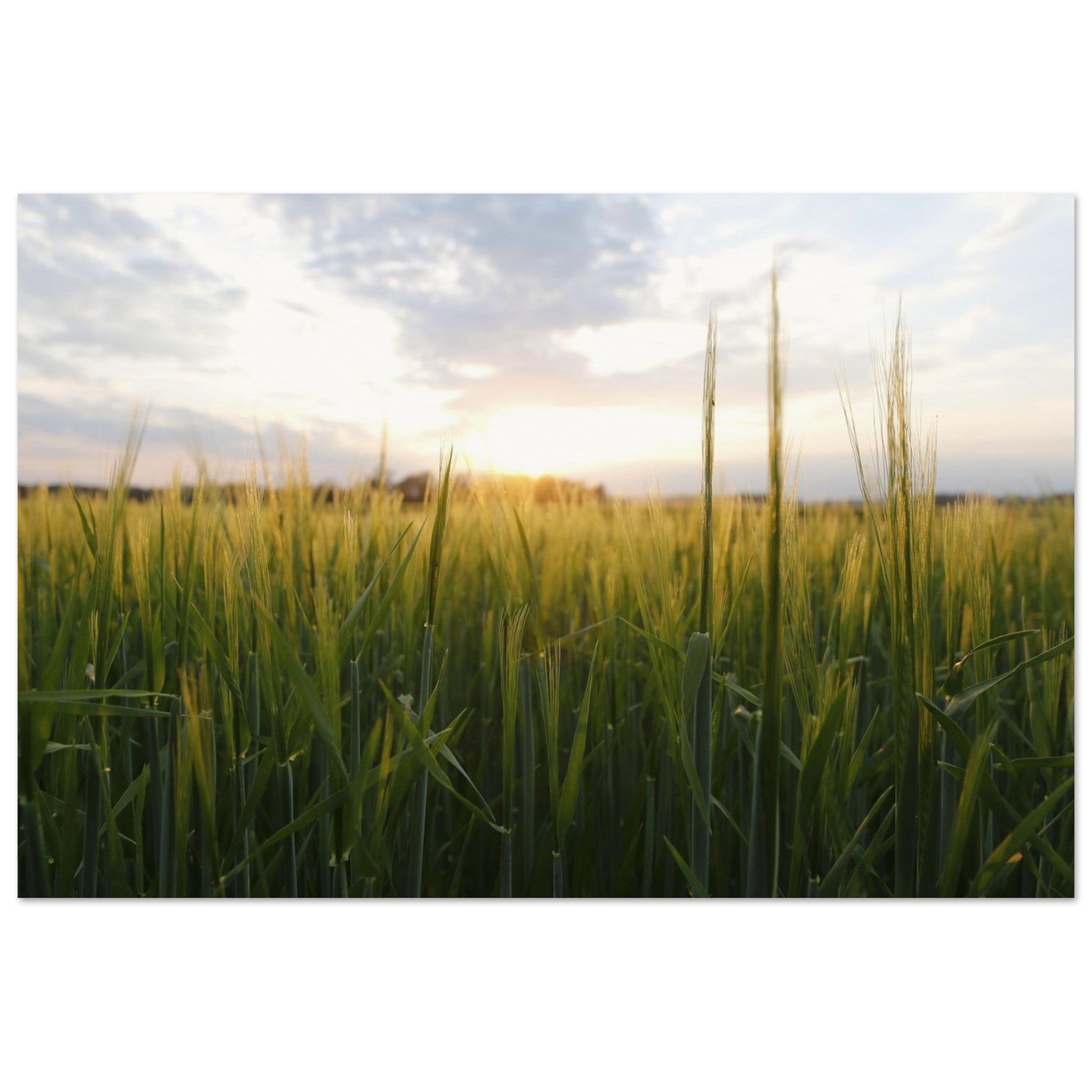 Young Grain Finds the Sun — Nature Fine Art Poster | BETVA Wall Art