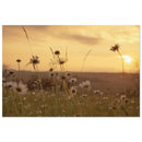 Wild daisies and meadow grass in soft focus with the low sun glowing on the horizon at sunset in Prekmurje, Slovenia — BETVA fine art nature poster