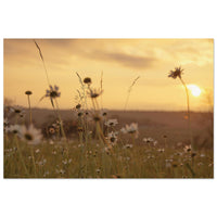 Wild daisies and meadow grass in soft focus with the low sun glowing on the horizon at sunset in Prekmurje, Slovenia — BETVA fine art nature poster