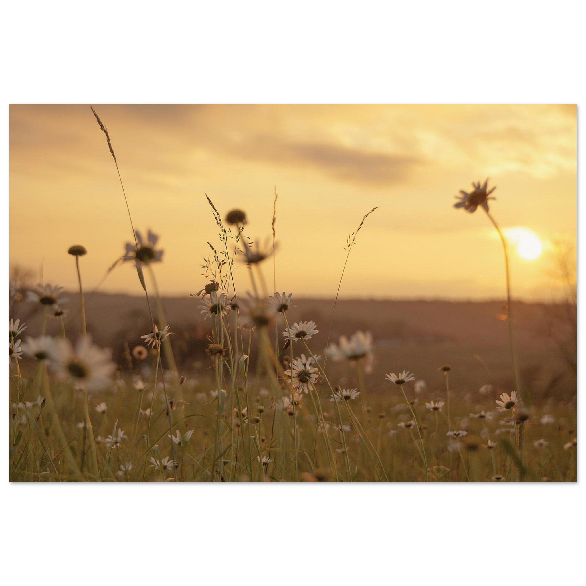 Daisies Hold the Last Light — Nature Fine Art Poster | BETVA Wall Art