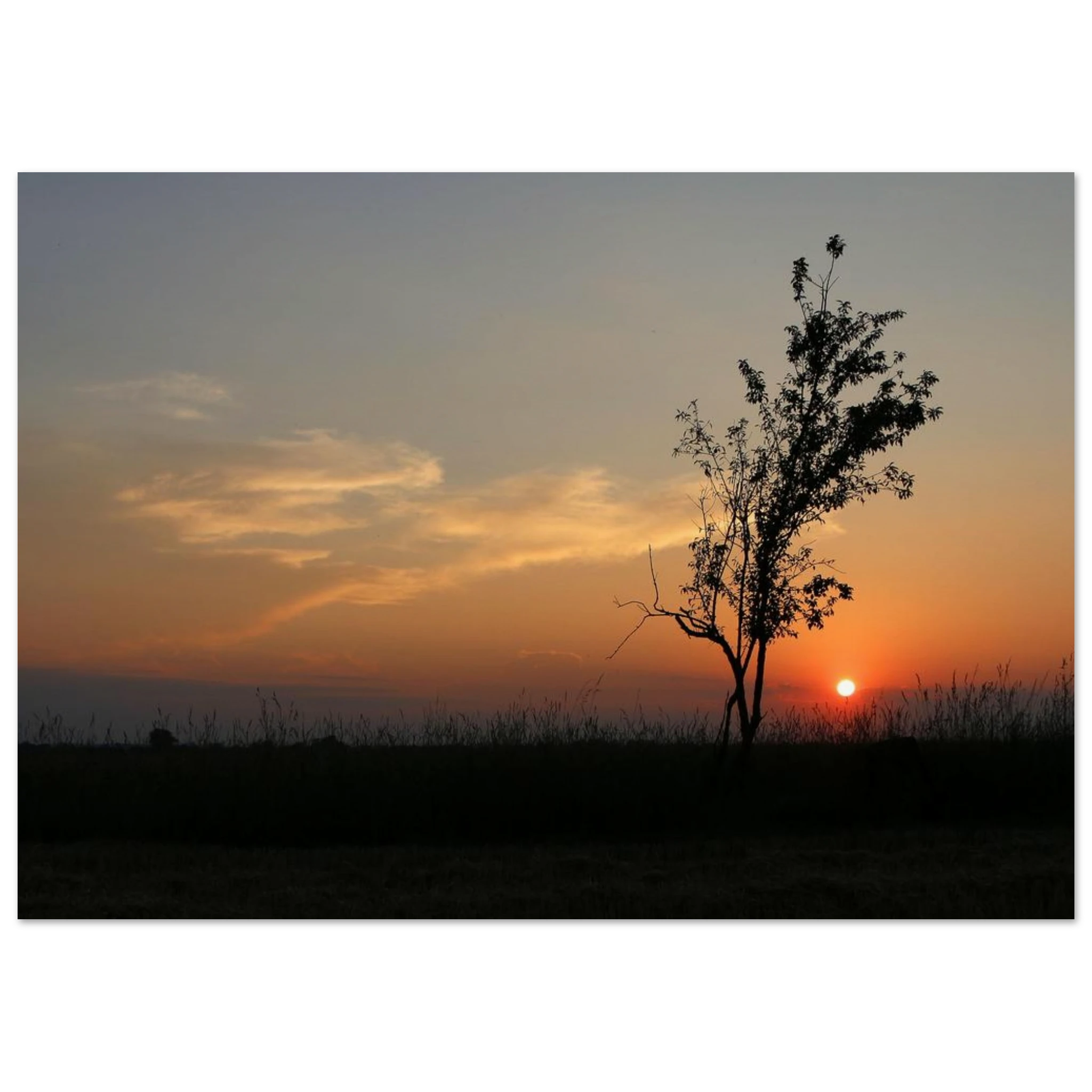 Silent Horizon Tree — Nature Fine Art Poster | BETVA Wall Art