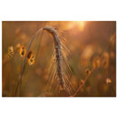 A single ear of wheat glowing in warm amber backlight across a soft Prekmurje grain field at golden hour — BETVA fine art nature poster