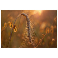 A single ear of wheat glowing in warm amber backlight across a soft Prekmurje grain field at golden hour — BETVA fine art nature poster