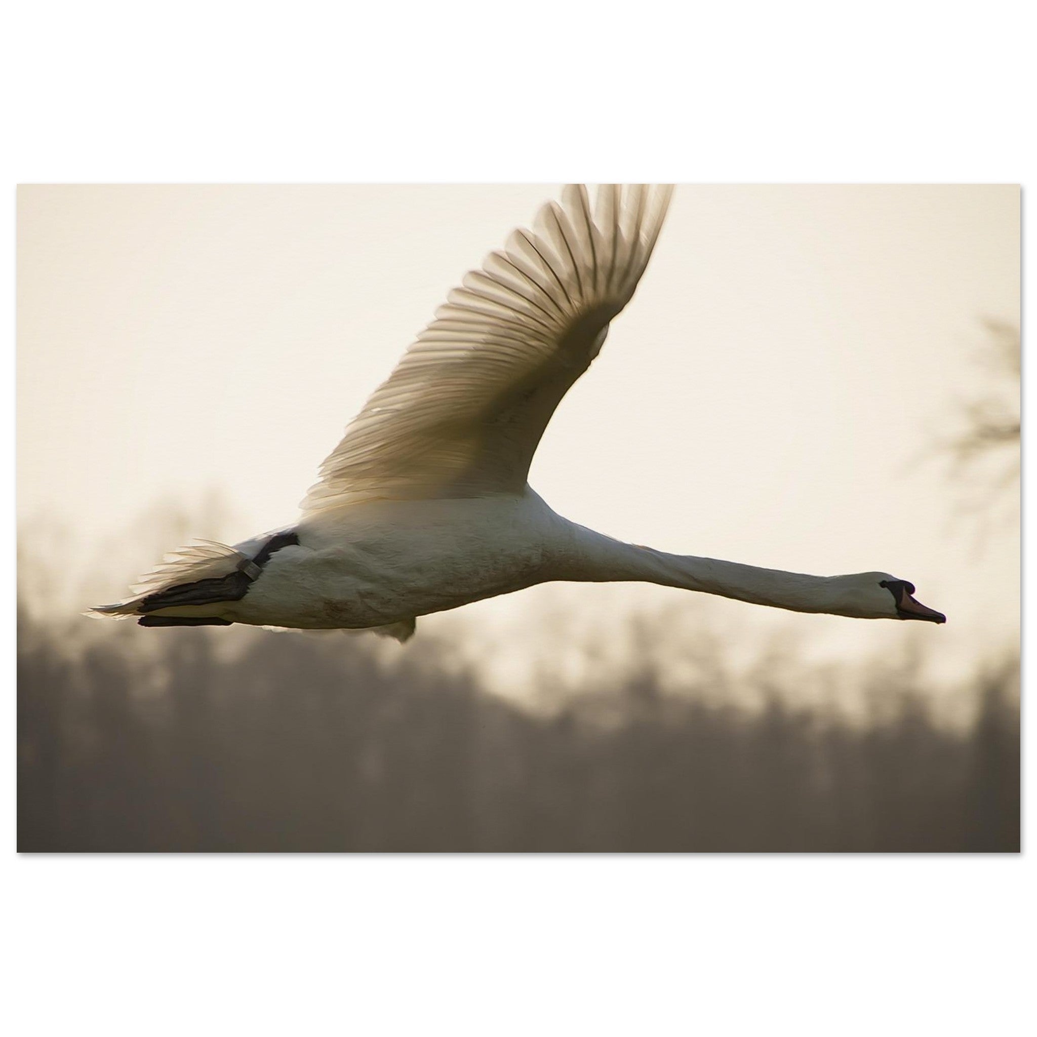 Swan in Golden Flight — Nature Fine Art Poster | BETVA Wall Art