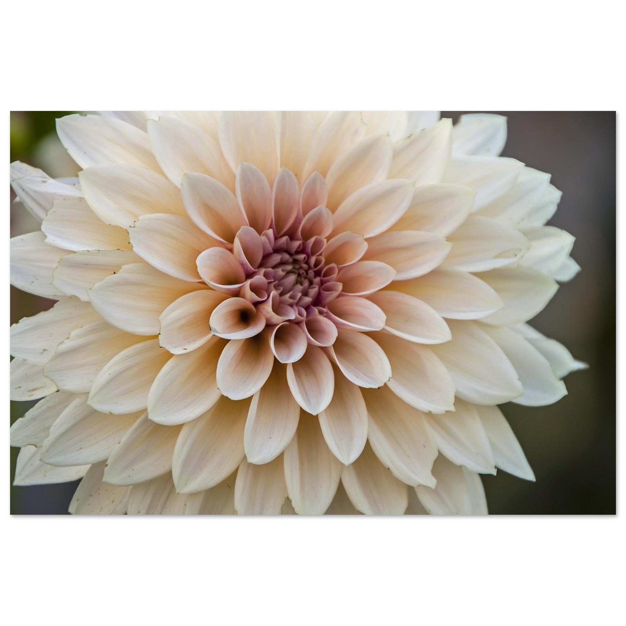 Soft Dahlia Opens in Silence — Nature Fine Art Poster | BETVA Wall Art