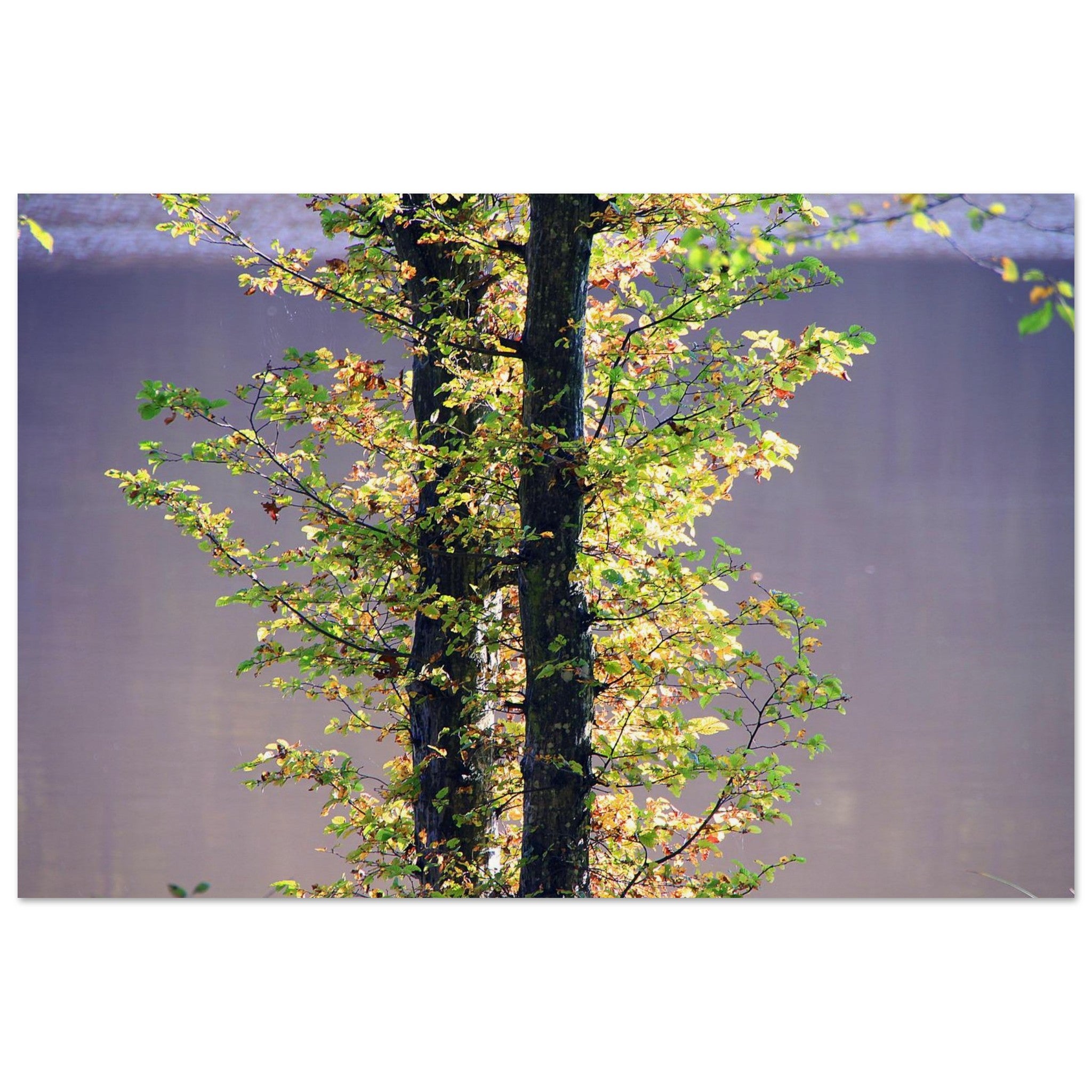 Leaves Drink the River Light — Nature Fine Art Poster | BETVA Wall Art