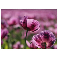 916cb8c5-0e61-4014-832f-3a5b9449baf7