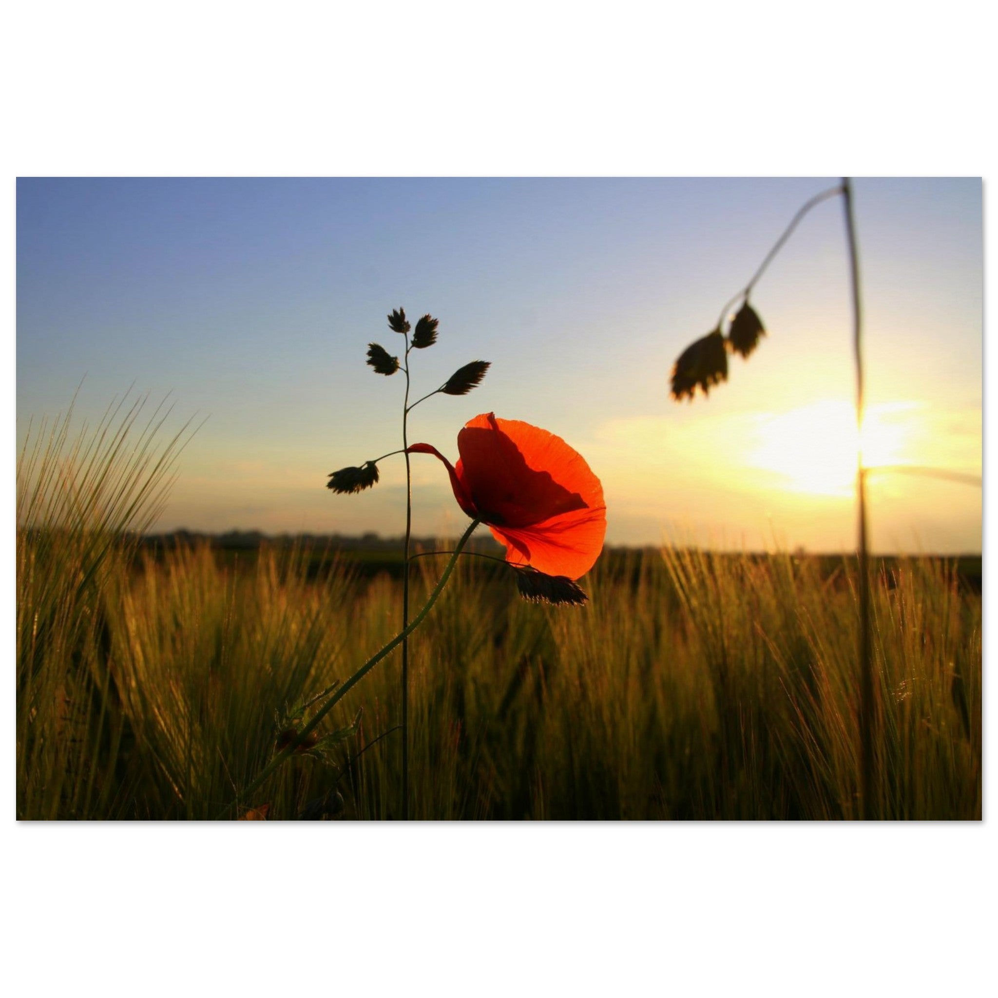 The Field Glows — BETVA Golden Meadow Poster