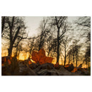 Warm amber light filtering through colorful maple leaves in a Prekmurje autumn scene — BETVA fine art nature poster