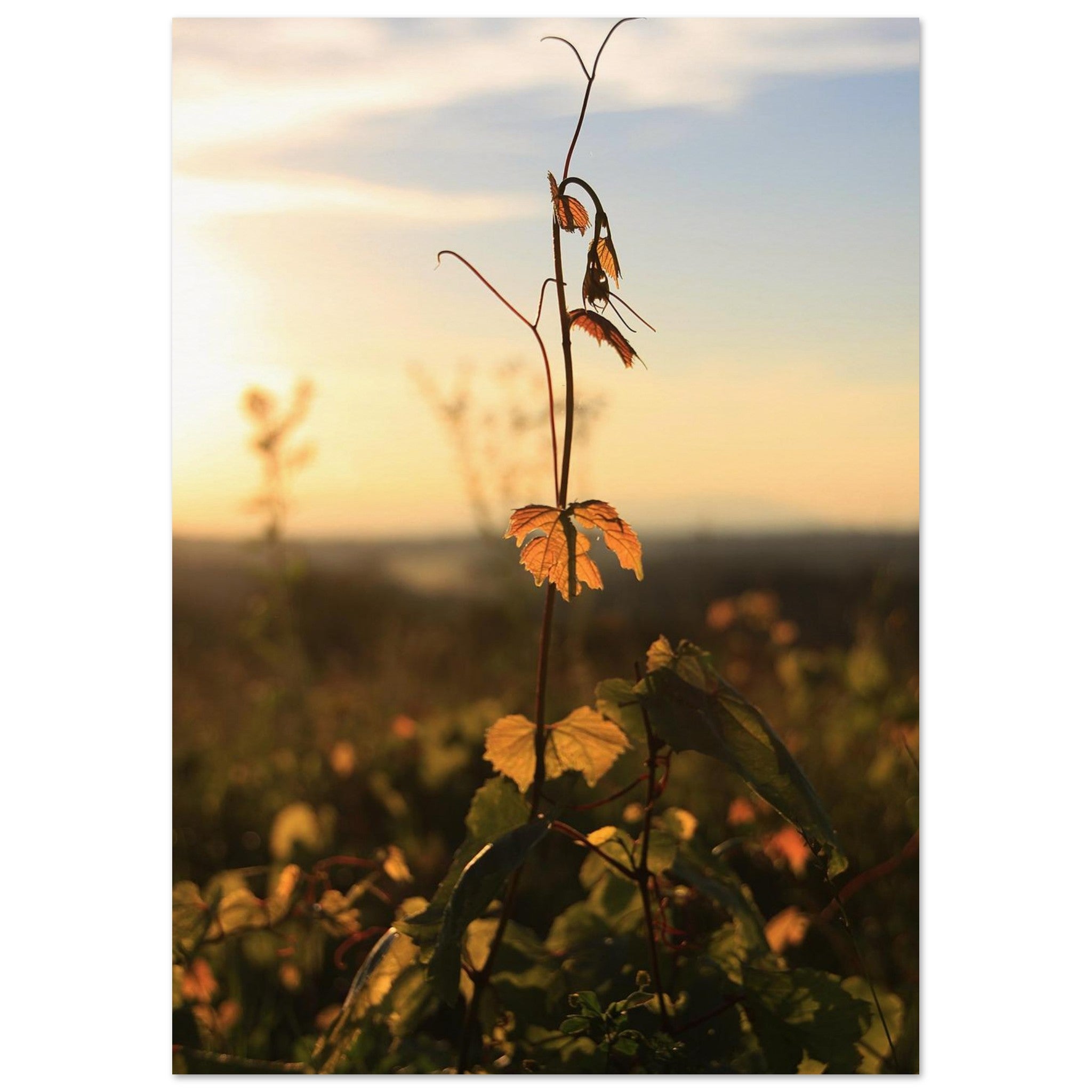 One Vine Reaches for the Sun — Nature Fine Art Poster | BETVA Wall Art