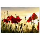Red poppies rising into warm golden backlight in a sunlit Prekmurje meadow — BETVA fine art nature poster