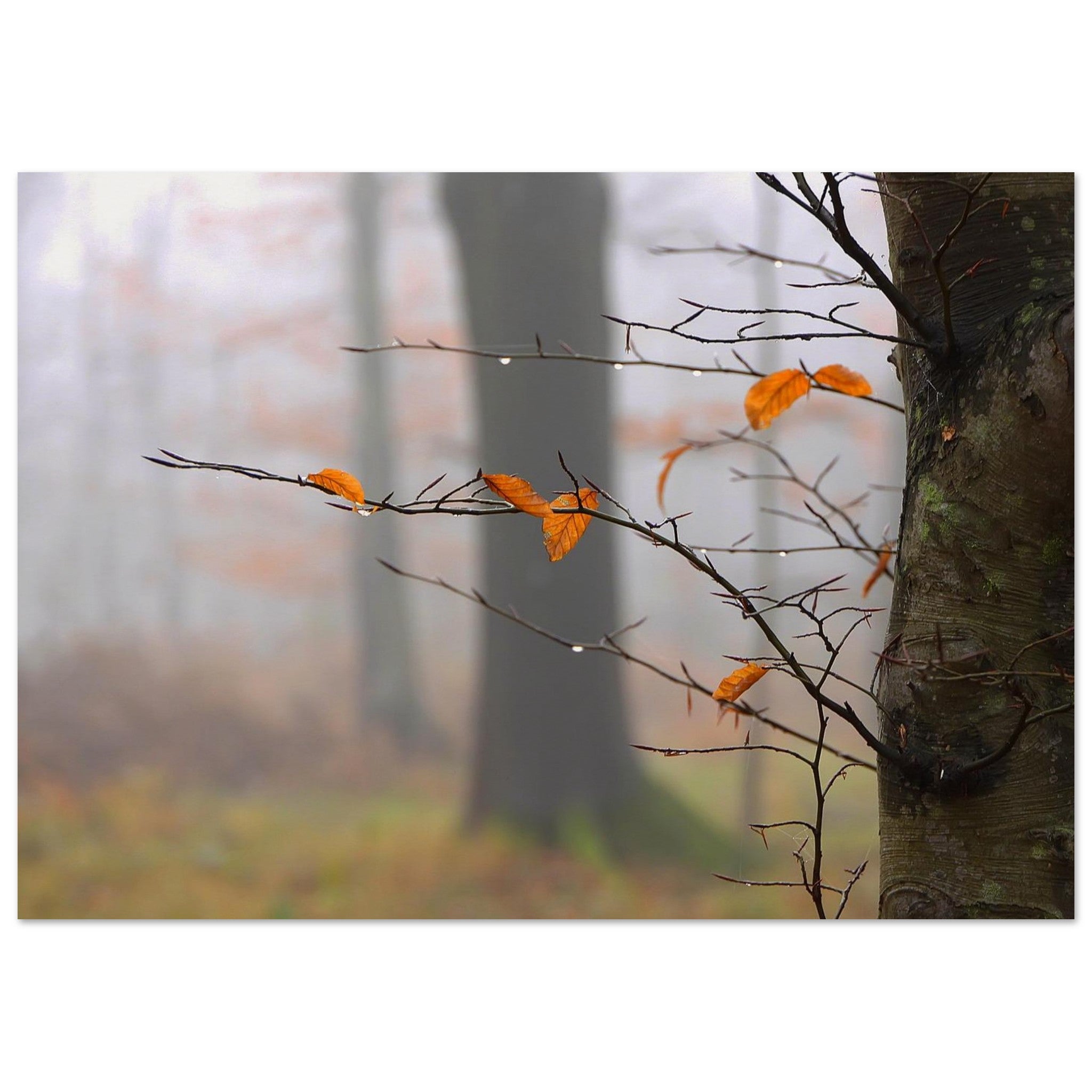 Amber Leaves Hold the Rain — Nature Fine Art Poster | BETVA Wall Art