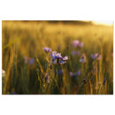 Blue cornflower rising among golden grain stalks in warm sunset light in Prekmurje, Slovenia — BETVA fine art nature poster