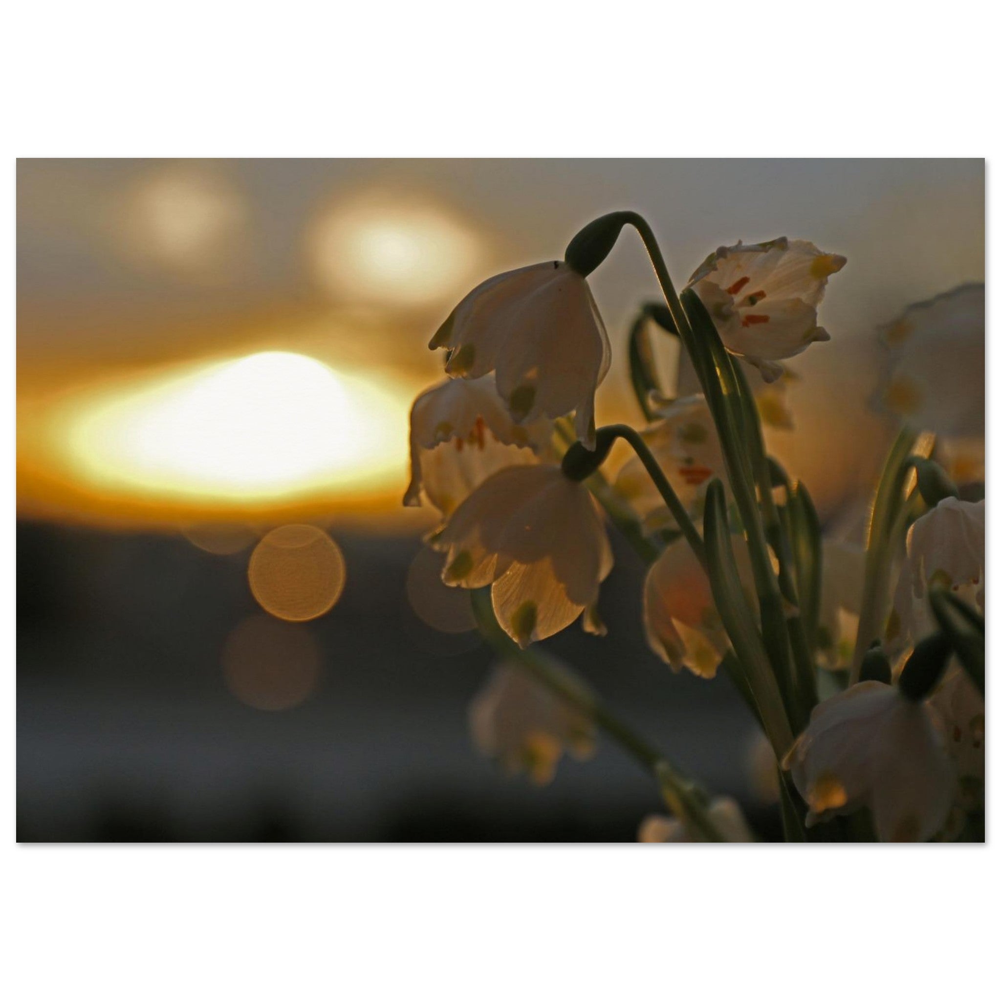 Bells at Sundown — Nature Fine Art Poster | BETVA Wall Art