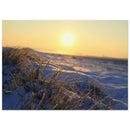 Frosted grass blades glowing in low golden sunlight during a cold morning in Prekmurje, Slovenia — BETVA fine art nature poster