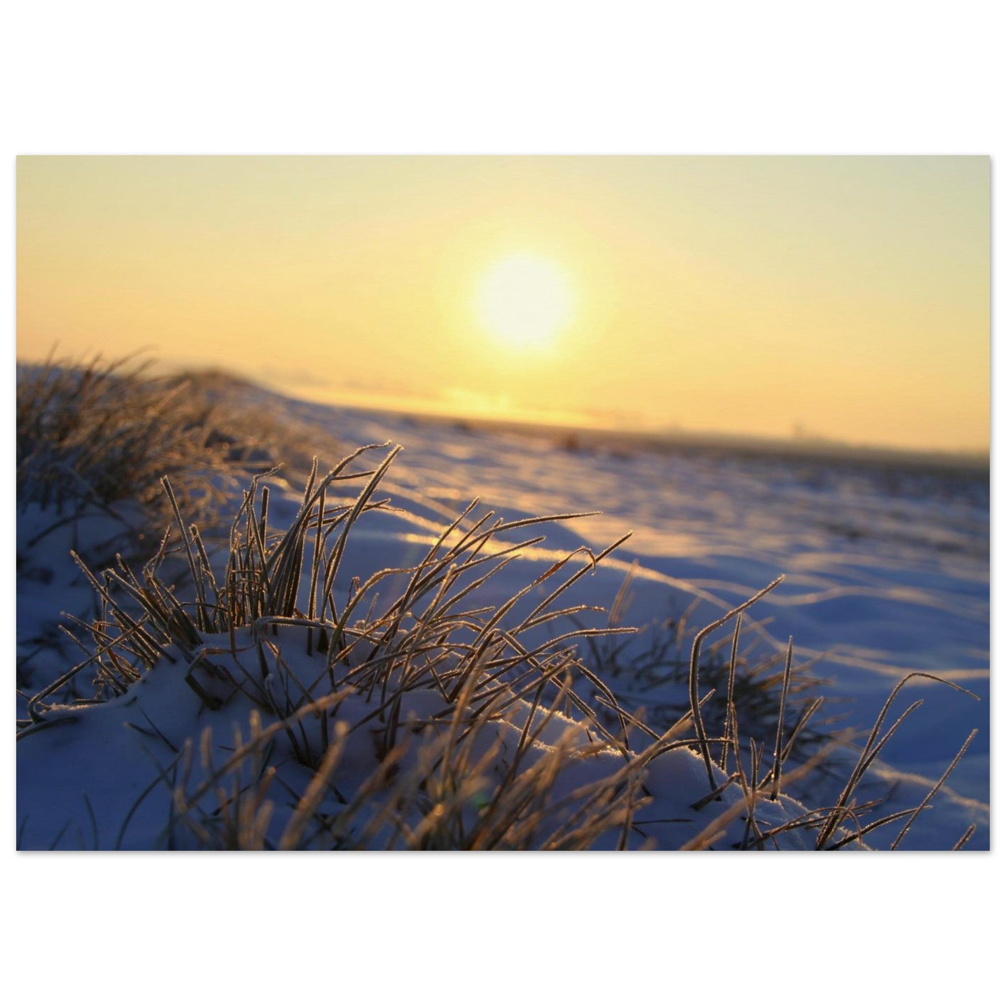 Frosted Grass Meets the Low Sun — Nature Fine Art Poster | BETVA Wall Art