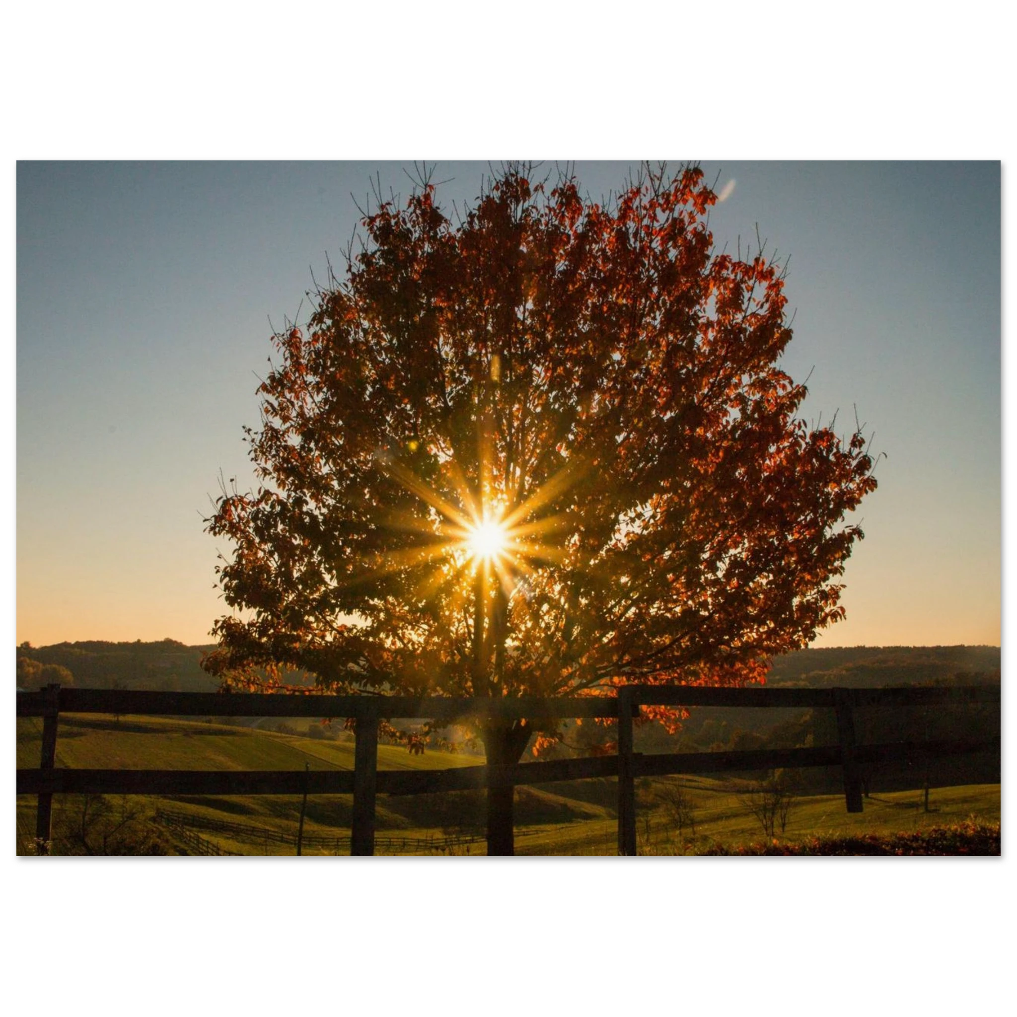 Sunburst Through Leaves — BETVA Calm Nature Print