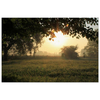 Golden morning sun pouring through misty trees over a dewy meadow framed by dark leaves in Prekmurje — BETVA fine art nature poster