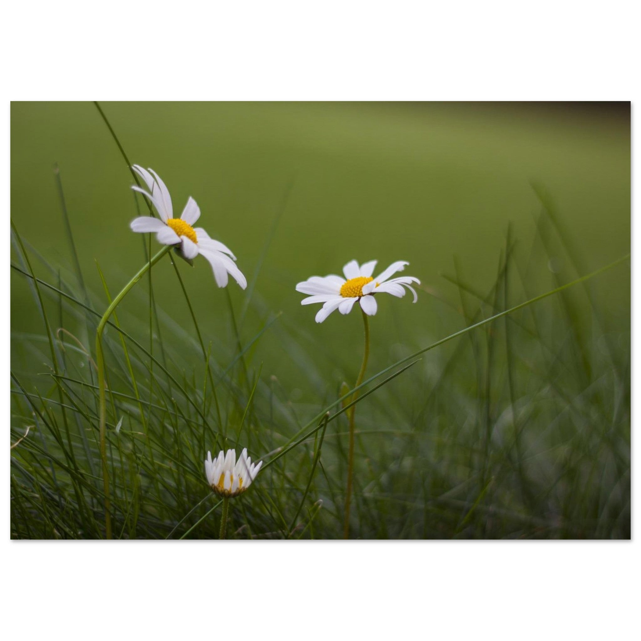 Three Daisies, Nothing More — Nature Fine Art Poster | BETVA Wall Art