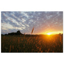 Golden meadow grass glowing in sunset light under soft clouded sky over Prekmurje, Slovenia — BETVA fine art nature poster